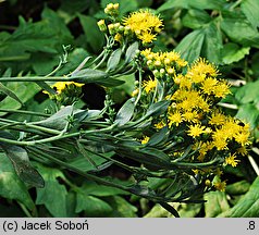 Solidago rigida (nawłoć sztywna)