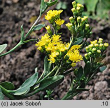 Solidago rigida (nawłoć sztywna)