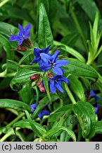 Lithospermum purpurocaeruleum (nawrot czerwonobłękitny)