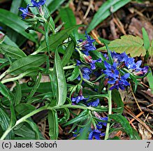 Lithospermum purpurocaeruleum (nawrot czerwonobłękitny)