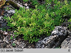 Lithodora diffusa (litodora rozpostarta)