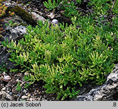 Lithodora diffusa (litodora rozpostarta)