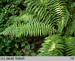 Dryopteris borreri (nerecznica Borrera)