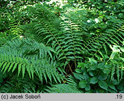 Dryopteris borreri (nerecznica Borrera)