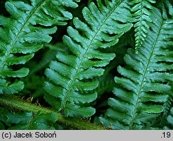 Dryopteris borreri (nerecznica Borrera)