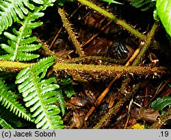 Dryopteris borreri (nerecznica Borrera)