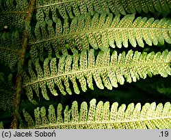 Dryopteris borreri (nerecznica Borrera)