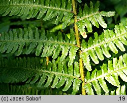 Dryopteris borreri (nerecznica Borrera)