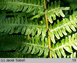 Dryopteris borreri (nerecznica Borrera)