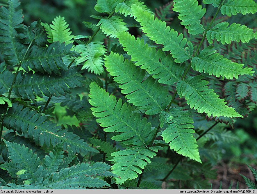 Dryopteris goldiana (nerecznica Goldiego)