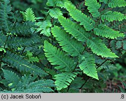 Dryopteris goldiana (nerecznica Goldiego)