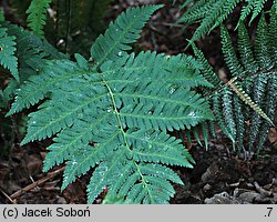 Dryopteris goldiana (nerecznica Goldiego)