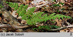 Dryopteris expansa (nerecznica górska)