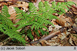 Dryopteris expansa (nerecznica górska)