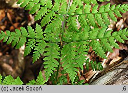 Dryopteris expansa (nerecznica górska)