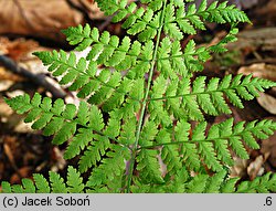 Dryopteris expansa (nerecznica górska)