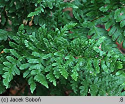 Dryopteris tokyoensis (nerecznica tokijska)