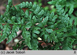 Dryopteris tokyoensis (nerecznica tokijska)