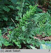 Dryopteris tokyoensis (nerecznica tokijska)