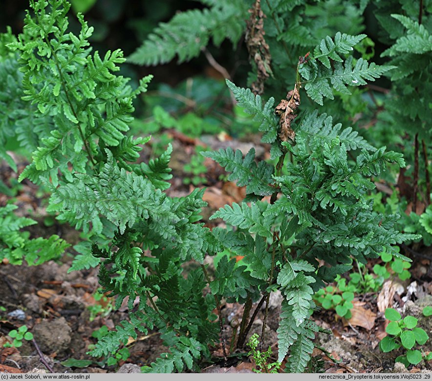 Dryopteris tokyoensis (nerecznica tokijska)