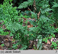 Dryopteris tokyoensis (nerecznica tokijska)