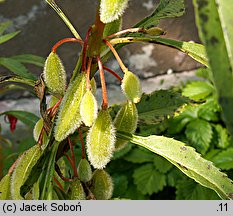 Impatiens balsamina (niecierpek balsamina)