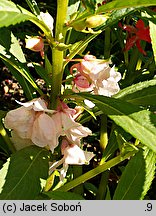 Impatiens balsamina (niecierpek balsamina)