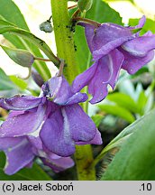 Impatiens balsamina (niecierpek balsamina)