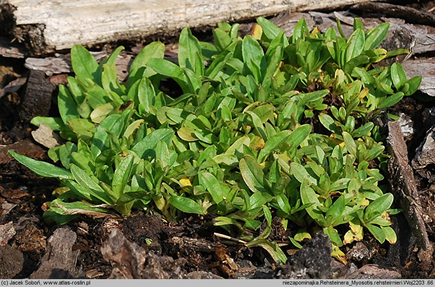 Myosotis rehsteineri (niezapominajka darniowa )