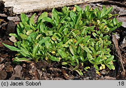 Myosotis rehsteineri (niezapominajka darniowa )