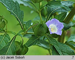 Nicandra physalodes (nikandra miechunkowa)