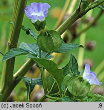 Nicandra physalodes (nikandra miechunkowa)