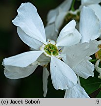 Exochorda racemosa ssp. racemosa (obiela wielkokwiatowa)