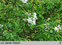 Exochorda racemosa ssp. racemosa (obiela wielkokwiatowa)