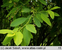 Exochorda racemosa ssp. racemosa (obiela wielkokwiatowa)