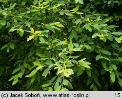 Exochorda racemosa ssp. racemosa (obiela wielkokwiatowa)