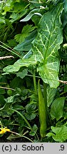 Arum italicum (obrazki włoskie)