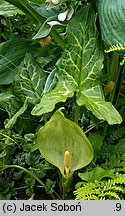 Arum italicum (obrazki włoskie)