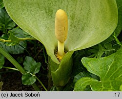 Arum italicum (obrazki włoskie)