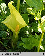 Arum italicum (obrazki włoskie)