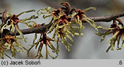 Hamamelis japonica (oczar japoński)