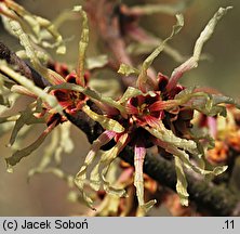 Hamamelis japonica (oczar japoński)