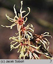 Hamamelis japonica (oczar japoński)