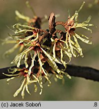 Hamamelis japonica (oczar japoński)