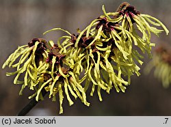 Hamamelis mollis (oczar chiński)