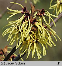 Hamamelis mollis (oczar chiński)