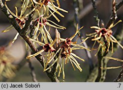 Hamamelis mollis (oczar chiński)