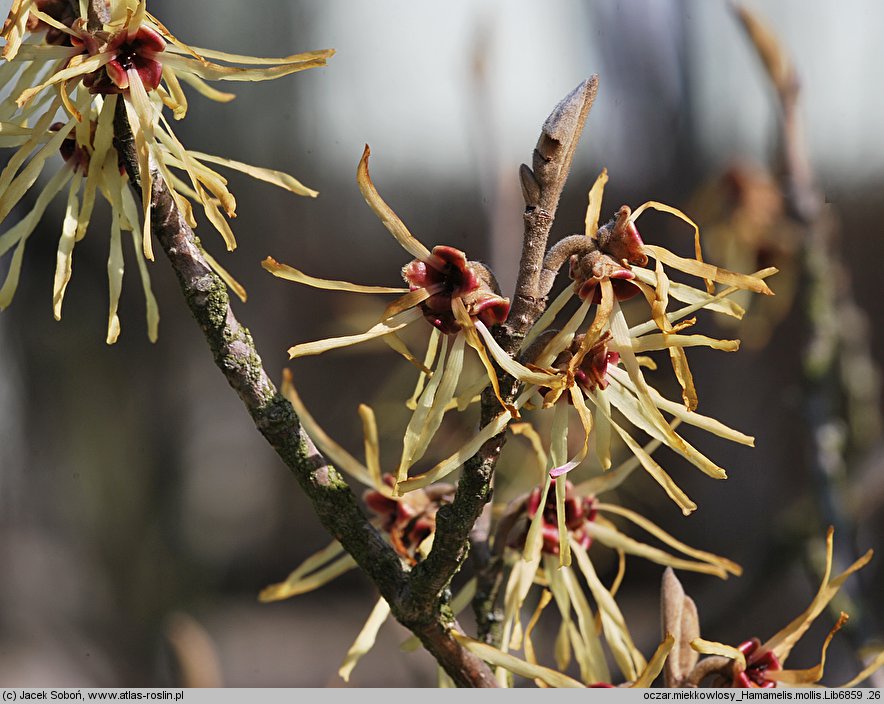 Hamamelis mollis (oczar chiński)