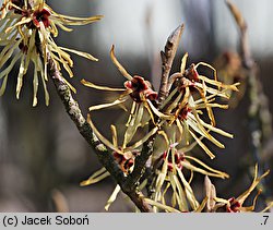 Hamamelis mollis (oczar chiński)