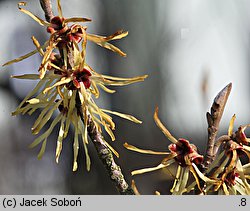 Hamamelis mollis (oczar chiński)